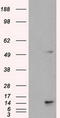 Transmembrane Protein 100 antibody, LS-C784321, Lifespan Biosciences, Western Blot image 