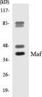 MAF BZIP Transcription Factor antibody, LS-C292155, Lifespan Biosciences, Western Blot image 