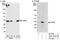 Cyclin Dependent Kinase 2 antibody, A301-812A, Bethyl Labs, Immunoprecipitation image 