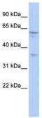 CAMP Responsive Element Binding Protein 3 antibody, TA343604, Origene, Western Blot image 