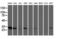 Nucleotide Binding Protein Like antibody, LS-C337523, Lifespan Biosciences, Western Blot image 