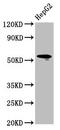 Lymphocyte Activating 3 antibody, LS-C369895, Lifespan Biosciences, Western Blot image 