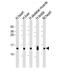 Ring Finger Protein 7 antibody, M05620, Boster Biological Technology, Western Blot image 