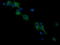Ras Association Domain Family Member 8 antibody, LS-C174382, Lifespan Biosciences, Immunofluorescence image 