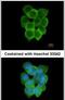 Cholinergic Receptor Nicotinic Delta Subunit antibody, PA5-28829, Invitrogen Antibodies, Immunofluorescence image 