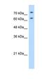 Nucleolin antibody, orb324876, Biorbyt, Western Blot image 