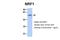 Nuclear Respiratory Factor 1 antibody, 25-212, ProSci, Western Blot image 