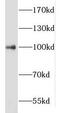 Lysine Methyltransferase 2E antibody, FNab05218, FineTest, Western Blot image 