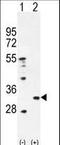 Peroxiredoxin 4 antibody, LS-C162128, Lifespan Biosciences, Western Blot image 