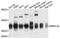 Mitochondrial Ribosomal Protein L39 antibody, A10023, ABclonal Technology, Western Blot image 