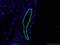 Actin Alpha 2, Smooth Muscle antibody, 55135-1-AP, Proteintech Group, Immunofluorescence image 