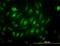 Ubiquitin Specific Peptidase 33 antibody, orb94689, Biorbyt, Immunofluorescence image 