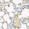 Thyroid Stimulating Hormone Subunit Beta antibody, 22-480, ProSci, Immunohistochemistry paraffin image 