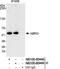 Abraxas 2, BRISC Complex Subunit antibody, NB100-60449, Novus Biologicals, Western Blot image 