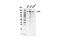 Carbamoyl-Phosphate Synthase 1 antibody, 84510S, Cell Signaling Technology, Western Blot image 