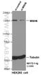 MutS Homolog 6 antibody, 66172-1-Ig, Proteintech Group, Western Blot image 