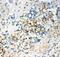 CD63 Molecule antibody, PB9250, Boster Biological Technology, Immunohistochemistry paraffin image 