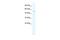 ALC1 antibody, PA5-41266, Invitrogen Antibodies, Western Blot image 