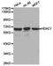 Histone Deacetylase 1 antibody, TA326790, Origene, Western Blot image 