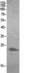 HPO antibody, STJ96894, St John