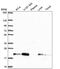 CCHC-Type Zinc Finger Nucleic Acid Binding Protein antibody, PA5-66556, Invitrogen Antibodies, Western Blot image 