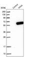 MDIG antibody, NBP1-89862, Novus Biologicals, Western Blot image 