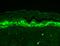 SH3 And Multiple Ankyrin Repeat Domains 1 antibody, NBP2-12915, Novus Biologicals, Immunohistochemistry frozen image 