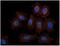 C-Terminal Src Kinase antibody, GTX14996, GeneTex, Immunocytochemistry image 