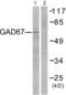Glutamate Decarboxylase 1 antibody, LS-C825950, Lifespan Biosciences, Western Blot image 