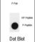 Lysine-specific demethylase 4A antibody, abx032088, Abbexa, Western Blot image 