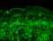 Calcium Voltage-Gated Channel Auxiliary Subunit Beta 2 antibody, 11524, QED Bioscience, Immunohistochemistry paraffin image 