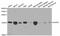 H2A Histone Family Member X antibody, A11463, ABclonal Technology, Western Blot image 