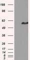 Intraflagellar Transport 57 antibody, MA5-25043, Invitrogen Antibodies, Western Blot image 