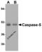 Caspase 5 antibody, 3455, ProSci Inc, Western Blot image 