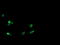T-cell surface glycoprotein CD1c antibody, LS-C174310, Lifespan Biosciences, Immunofluorescence image 