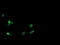 CD1c Molecule antibody, LS-C174310, Lifespan Biosciences, Immunofluorescence image 