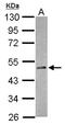 RNA Binding Motif Protein 41 antibody, LS-C155560, Lifespan Biosciences, Western Blot image 