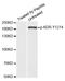 Kinase Insert Domain Receptor antibody, TA333232, Origene, Western Blot image 