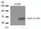 Paxillin antibody, PA5-37710, Invitrogen Antibodies, Western Blot image 