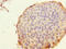 Roundabout homolog 4 antibody, LS-C676418, Lifespan Biosciences, Immunohistochemistry paraffin image 
