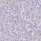 Zinc Finger Protein 627 antibody, HPA049770, Atlas Antibodies, Immunohistochemistry frozen image 