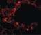 Epithelial Splicing Regulatory Protein 2 antibody, LS-C144331, Lifespan Biosciences, Immunofluorescence image 