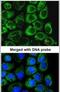 Solute Carrier Family 25 Member 22 antibody, PA5-29181, Invitrogen Antibodies, Immunofluorescence image 