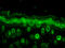 RAB5A, Member RAS Oncogene Family antibody, LS-C232071, Lifespan Biosciences, Immunofluorescence image 