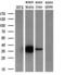 Crystallin Mu antibody, MA5-25192, Invitrogen Antibodies, Western Blot image 