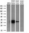 Crystallin Mu antibody, MA5-25192, Invitrogen Antibodies, Western Blot image 