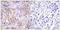 pan-PKC antibody, LS-C199461, Lifespan Biosciences, Immunohistochemistry paraffin image 