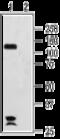 Hyperpolarization Activated Cyclic Nucleotide Gated Potassium And Sodium Channel 2 antibody, GTX54824, GeneTex, Western Blot image 