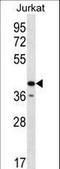 Golgi Reassembly Stacking Protein 2 antibody, LS-C166580, Lifespan Biosciences, Western Blot image 