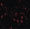 Sialic Acid Binding Ig Like Lectin 11 antibody, PA5-20743, Invitrogen Antibodies, Immunofluorescence image 